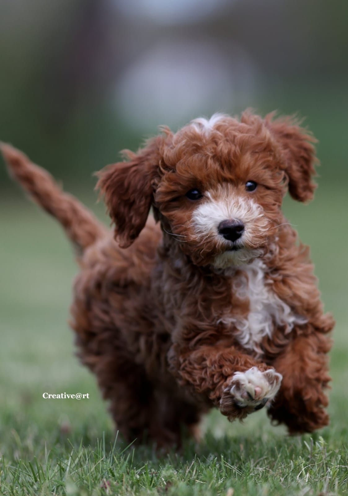 Cavapoo-Welpe beim Toben