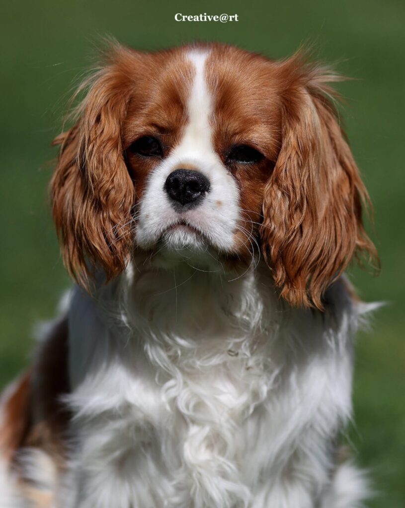 Unsere Cavalier-Hündin