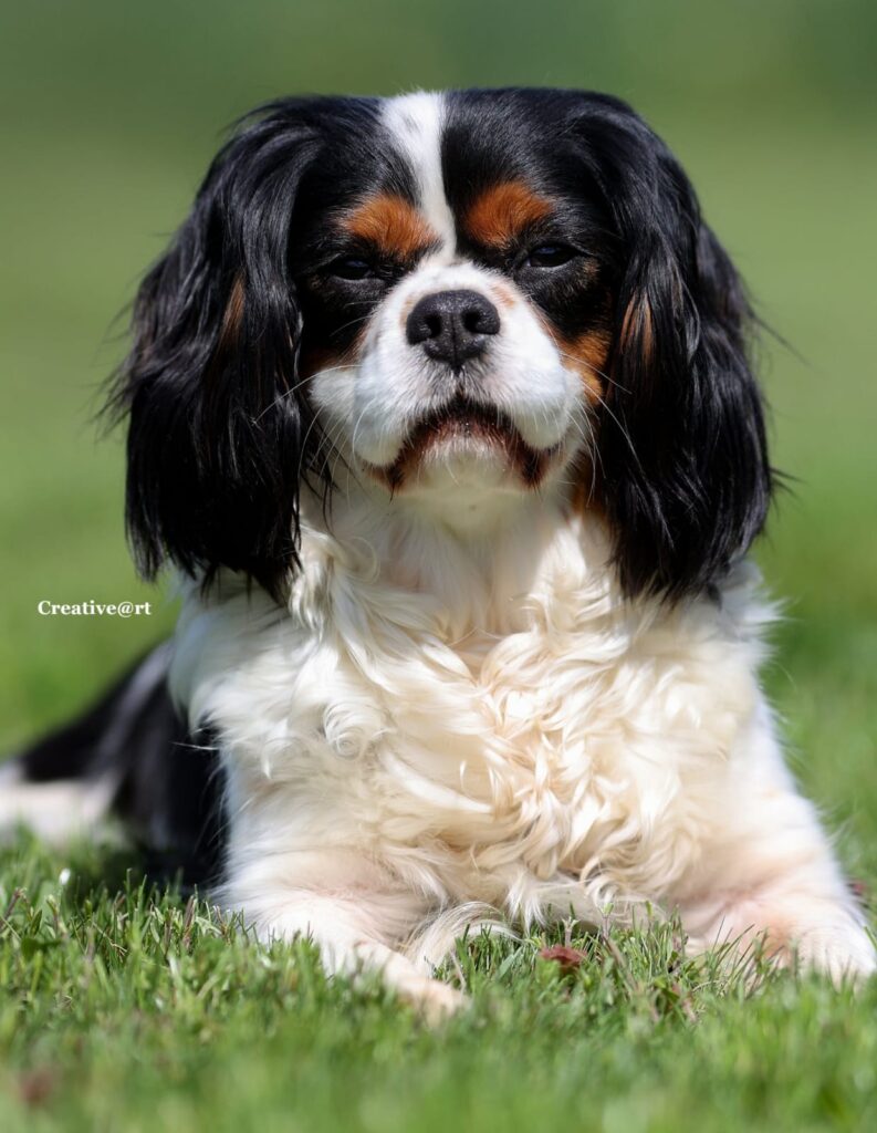Sasi – Cavalier King Charles Spaniel