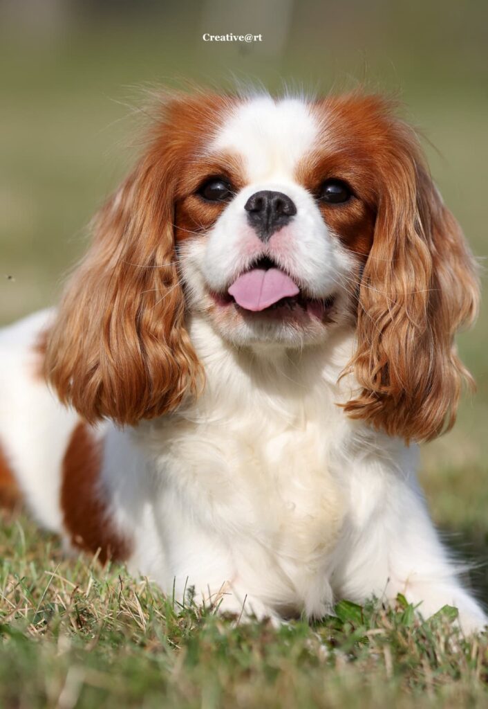 Layla – Cavalier King Charles Spaniel